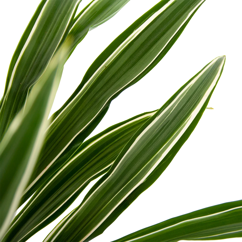 Dracaena White Stripe - Op Stam - Drakenbloedboom - P27 H150 - Kamerplant 4 Dracaena White Stripe - Op Stam - Drakenbloedboom - P27 H150 - Kamerplant - Image 2