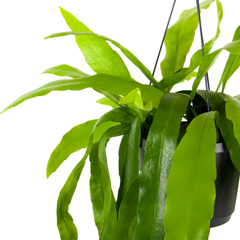 Epiphyllum Pumilum - In Hangpot - P17 H40 - Kamerplant 4 Epiphyllum Pumilum - In Hangpot - P17 H40 - Kamerplant - Image 2