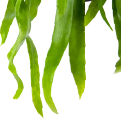 Epiphyllum Pumilum - In Hangpot - P17 H40 - Kamerplant 8 Epiphyllum Pumilum - In Hangpot - P17 H40 - Kamerplant -uinbenodigdheden Verkoop 2024 epiphyllum pumilum in hangpot p17 h40 6 1