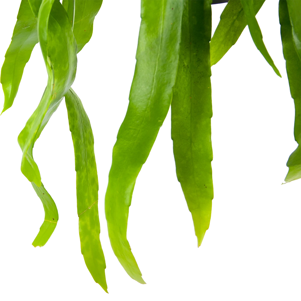 Epiphyllum Pumilum - In Hangpot - P17 H40 - Kamerplant 5 Epiphyllum Pumilum - In Hangpot - P17 H40 - Kamerplant - Image 3