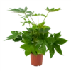 Fatsia Japonica - Vingerplant - P19 H60 - Kamerplant 2 Fatsia Japonica - Vingerplant - P19 H60 - Kamerplant -uinbenodigdheden Verkoop 2024 fatsia japonica vingerplant p19 h60 1