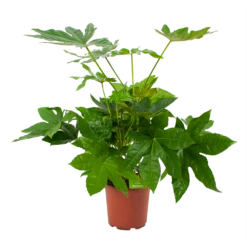 Fatsia Japonica - Vingerplant - P19 H60 - Kamerplant