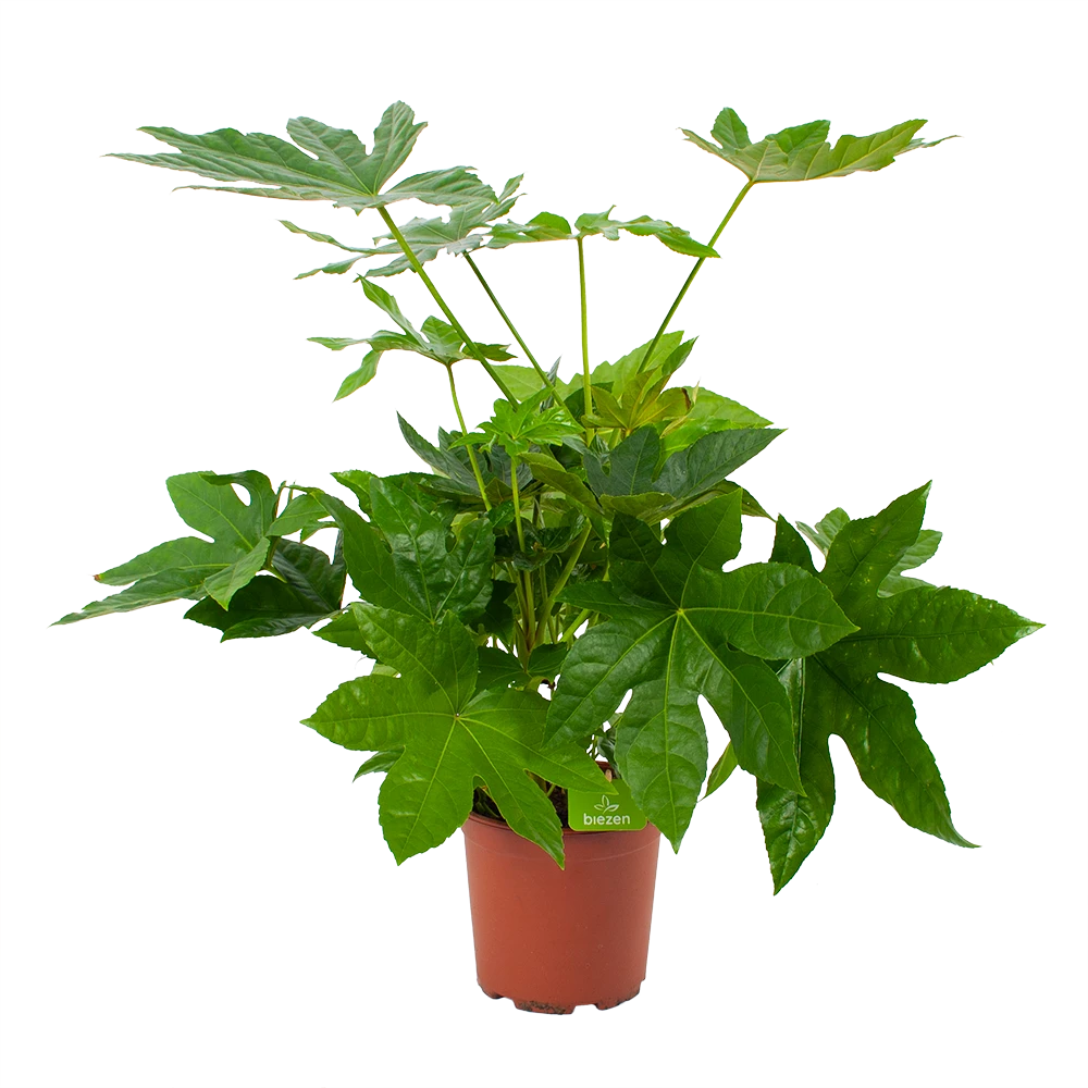 Fatsia Japonica - Vingerplant - P19 H60 - Kamerplant 3 Fatsia Japonica - Vingerplant - P19 H60 - Kamerplant