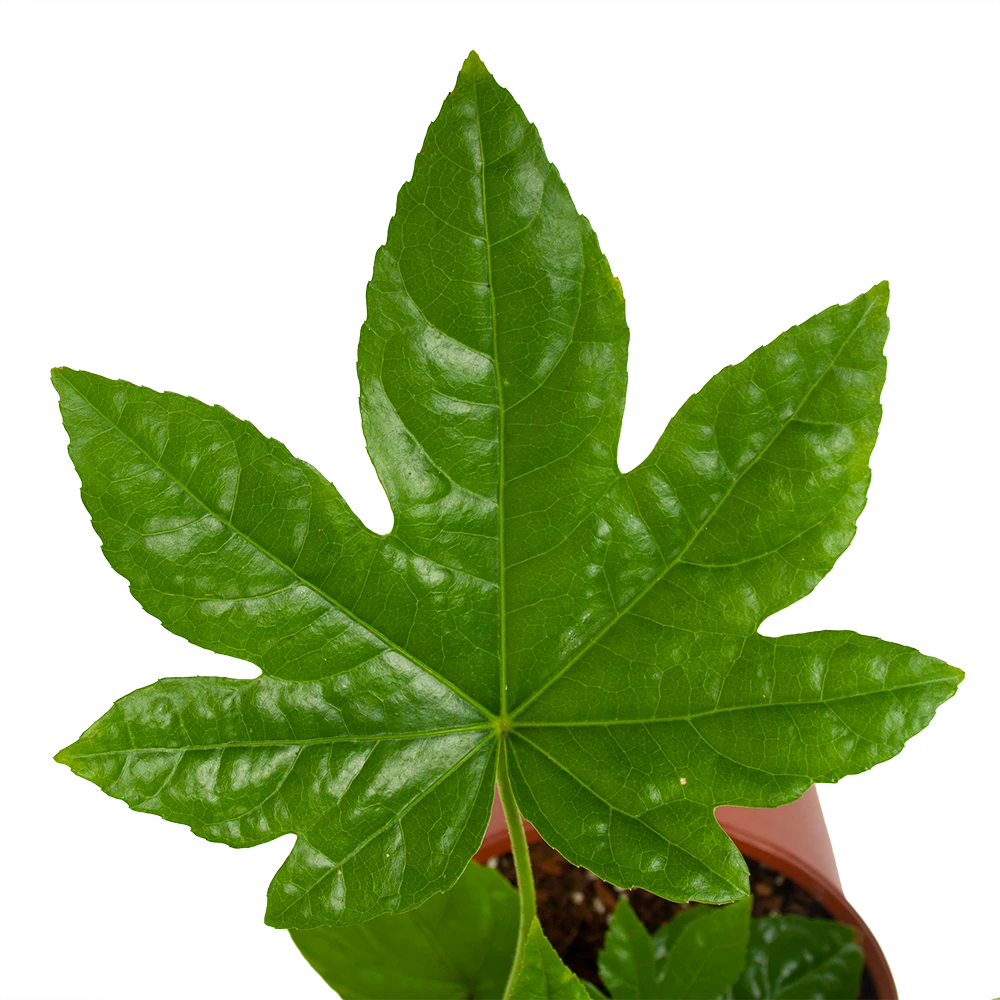 Fatsia Japonica - Vingerplant - P19 H60 - Kamerplant 4 Fatsia Japonica - Vingerplant - P19 H60 - Kamerplant - Image 2