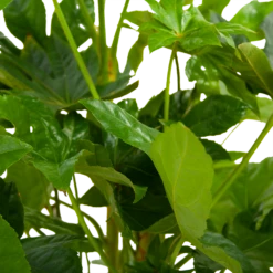 Fatsia Japonica - Vingerplant - P19 H60 - Kamerplant 10 Fatsia Japonica - Vingerplant - P19 H60 - Kamerplant -uinbenodigdheden Verkoop 2024 fatsia japonica vingerplant p19 h60 6