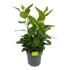 Ficus Benghalensis Audrey - Groene Vijg - Toef - P27 H80 - Kamerplant 1 Ficus Benghalensis Audrey - Groene Vijg - Toef - P27 H80 - Kamerplant -uinbenodigdheden Verkoop 2024 ficus benghalensis audrey groene vijg toef p27 h80 kamerplant 1