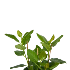 Ficus Benghalensis Audrey - Groene Vijg - Toef - P27 H80 - Kamerplant 8 Ficus Benghalensis Audrey - Groene Vijg - Toef - P27 H80 - Kamerplant -uinbenodigdheden Verkoop 2024 ficus benghalensis audrey groene vijg toef p27 h80 kamerplant 4