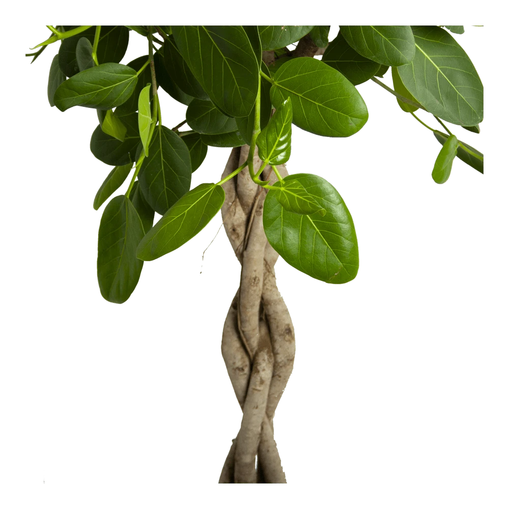 Ficus Benghalensis Audrey Op Gevlochten Stam - Groene Vijg - P40 H175 - Kamerplant - Image 2