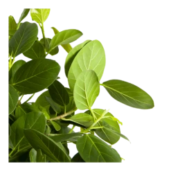 Ficus Benghalensis Audrey Op Stam - Groene Vijg - P31 H120 - Kamerplant 9 Ficus Benghalensis Audrey Op Stam - Groene Vijg - P31 H120 - Kamerplant -uinbenodigdheden Verkoop 2024 ficus benghalensis audrey op stam groene vijg p31 h120 3