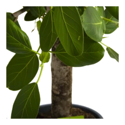 Ficus Benghalensis Audrey Op Stam - Groene Vijg - P31 H120 - Kamerplant 10 Ficus Benghalensis Audrey Op Stam - Groene Vijg - P31 H120 - Kamerplant -uinbenodigdheden Verkoop 2024 ficus benghalensis audrey op stam groene vijg p31 h120 4
