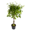 Ficus Benjamina Exotica Op Gevlochten Stam - Treurvijg - P24 H100 - Kamerplant 2 Ficus Benjamina Exotica Op Gevlochten Stam - Treurvijg - P24 H100 - Kamerplant -uinbenodigdheden Verkoop 2024 ficus benjamina exotica op gevlochten stam treurvijg p24 h100 1