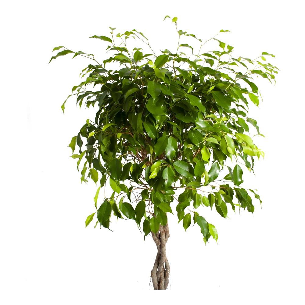 Ficus Benjamina Exotica Op Gevlochten Stam - Treurvijg - P24 H100 - Kamerplant 4 Ficus Benjamina Exotica Op Gevlochten Stam - Treurvijg - P24 H100 - Kamerplant - Image 2