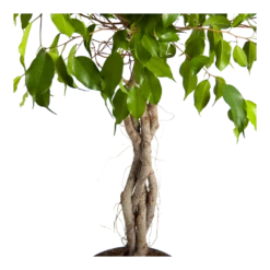 Ficus Benjamina Exotica Op Gevlochten Stam - Treurvijg - P24 H100 - Kamerplant 8 Ficus Benjamina Exotica Op Gevlochten Stam - Treurvijg - P24 H100 - Kamerplant -uinbenodigdheden Verkoop 2024 ficus benjamina exotica op gevlochten stam treurvijg p24 h100 3