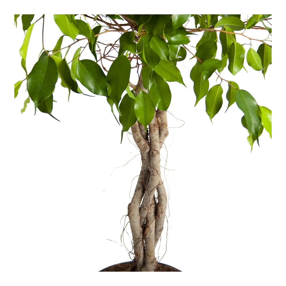 Ficus Benjamina Exotica Op Gevlochten Stam - Treurvijg - P24 H100 - Kamerplant 5 Ficus Benjamina Exotica Op Gevlochten Stam - Treurvijg - P24 H100 - Kamerplant - Image 3