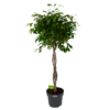Ficus Benjamina Exotica Op Gevlochten Stam - Treurvijg - P27 H140 - Kamerplant 1 Ficus Benjamina Exotica Op Gevlochten Stam - Treurvijg - P27 H140 - Kamerplant -uinbenodigdheden Verkoop 2024 ficus benjamina exotica op gevlochten stam treurvijg p27 h140 1