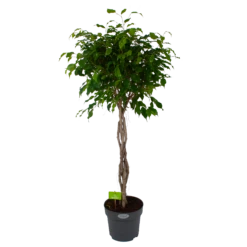 Ficus Benjamina Exotica Op Gevlochten Stam - Treurvijg - P27 H140 - Kamerplant