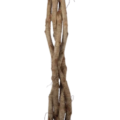 Ficus Benjamina Exotica Op Gevlochten Stam - Treurvijg - P27 H140 - Kamerplant -uinbenodigdheden Verkoop 2024 ficus benjamina exotica op gevlochten stam treurvijg p27 h140 6