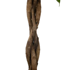 Ficus Binnendijkii Amstel King Op Gevlochten Stam - Treurvijg - P31 H140 - Kamerplant 10 Ficus Binnendijkii Amstel King Op Gevlochten Stam - Treurvijg - P31 H140 - Kamerplant -uinbenodigdheden Verkoop 2024 ficus binnendijkii amstel king op gevlochten stam treurvijg p31 h140 6