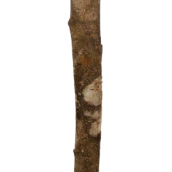 Ficus Binnendijkii Amstel King Op Stam - Treurvijg - P31 H140 - Kamerplant 8 Ficus Binnendijkii Amstel King Op Stam - Treurvijg - P31 H140 - Kamerplant -uinbenodigdheden Verkoop 2024 ficus binnendijkii amstel king op stam treurvijg p31 h140 6