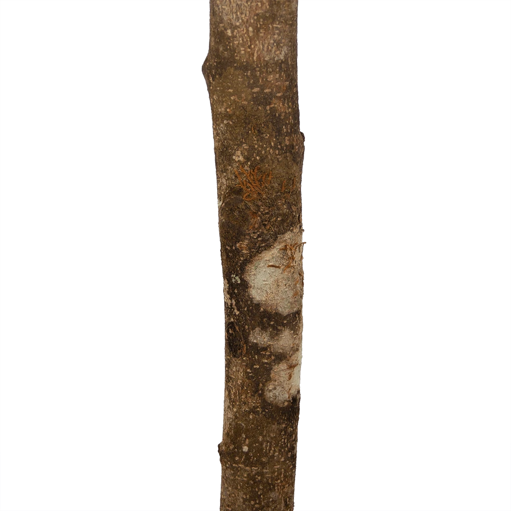 Ficus Binnendijkii Amstel King Op Stam - Treurvijg - P31 H140 - Kamerplant 5 Ficus Binnendijkii Amstel King Op Stam - Treurvijg - P31 H140 - Kamerplant - Image 3