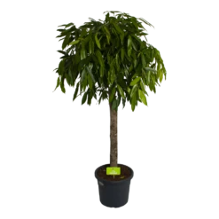 Ficus Binnendijkii Amstel King Op Stam - Treurvijg - P40 H170 - Kamerplant