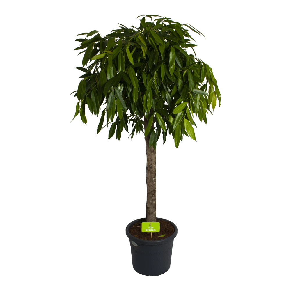 Ficus Binnendijkii Amstel King Op Stam - Treurvijg - P40 H170 - Kamerplant 3 Ficus Binnendijkii Amstel King Op Stam - Treurvijg - P40 H170 - Kamerplant