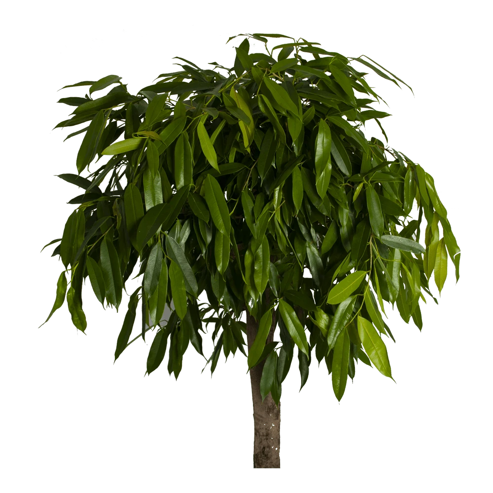 Ficus Binnendijkii Amstel King Op Stam - Treurvijg - P40 H170 - Kamerplant 4 Ficus Binnendijkii Amstel King Op Stam - Treurvijg - P40 H170 - Kamerplant - Image 2