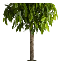 Ficus Binnendijkii Amstel King Op Stam - Treurvijg - P40 H170 - Kamerplant 8 Ficus Binnendijkii Amstel King Op Stam - Treurvijg - P40 H170 - Kamerplant -uinbenodigdheden Verkoop 2024 ficus binnendijkii amstel king op stam treurvijg p40 h170 4