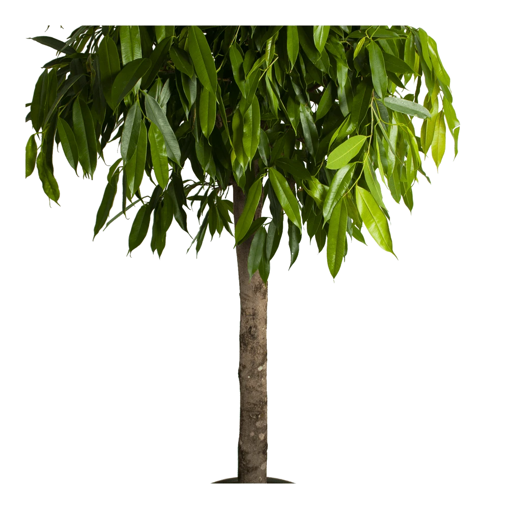 Ficus Binnendijkii Amstel King Op Stam - Treurvijg - P40 H170 - Kamerplant 5 Ficus Binnendijkii Amstel King Op Stam - Treurvijg - P40 H170 - Kamerplant - Image 3