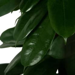 Ficus Cyathistipula - Groene Vijg - Op Zuil - P29 H150 - Kamerplant -uinbenodigdheden Verkoop 2024 ficus cyathistipula groene vijg op zuil p29 h150 5