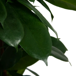 Ficus Cyathistipula - Groene Vijg - Op Zuil - P29 H150 - Kamerplant -uinbenodigdheden Verkoop 2024 ficus cyathistipula groene vijg op zuil p29 h150 6