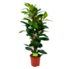 Ficus Cyathistipula - Groene Vijg - Toef - P21 H105 - Kamerplant 1 Ficus Cyathistipula - Groene Vijg - Toef - P21 H105 - Kamerplant -uinbenodigdheden Verkoop 2024 ficus cyathistipula groene vijg toef p21 h105 1 1