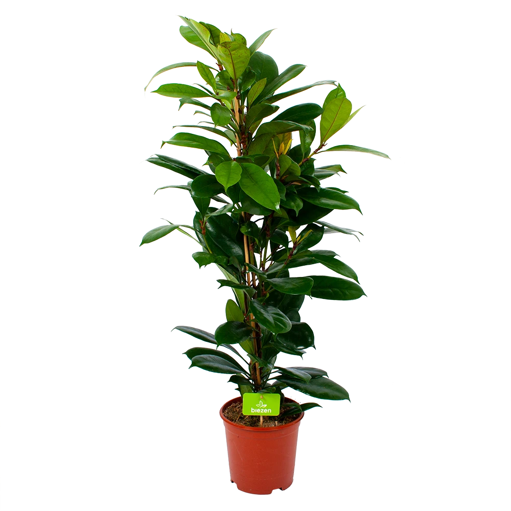 Ficus Cyathistipula - Groene Vijg - Toef - P21 H105 - Kamerplant 3 Ficus Cyathistipula - Groene Vijg - Toef - P21 H105 - Kamerplant