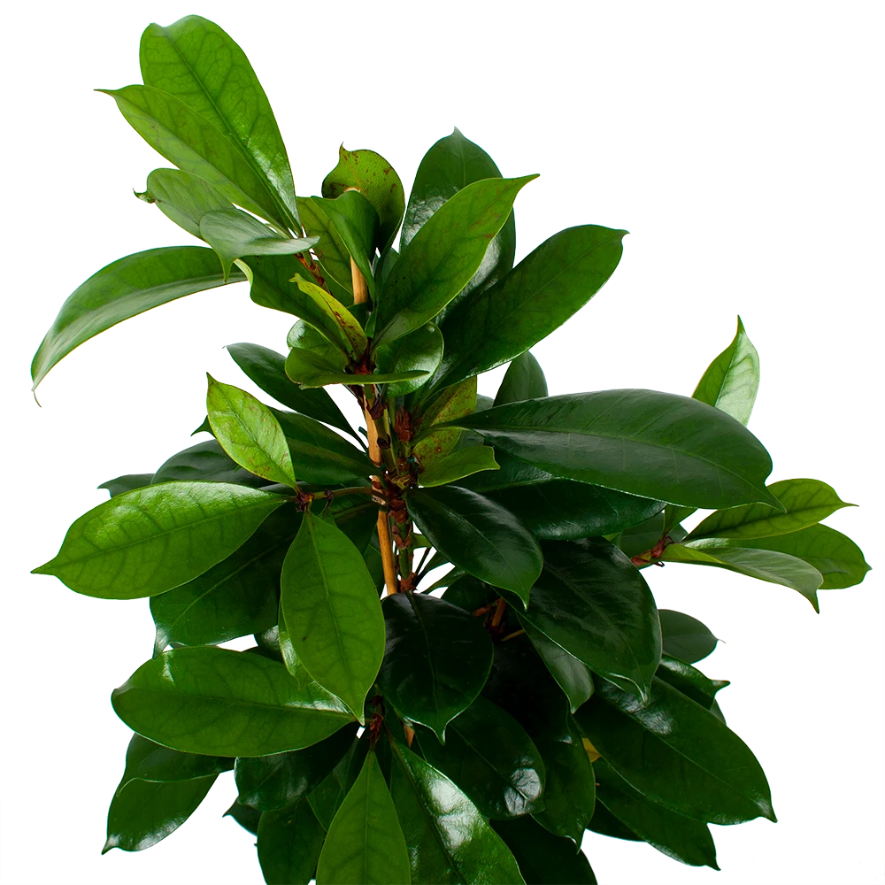 Ficus Cyathistipula - Groene Vijg - Toef - P21 H105 - Kamerplant 5 Ficus Cyathistipula - Groene Vijg - Toef - P21 H105 - Kamerplant - Image 3
