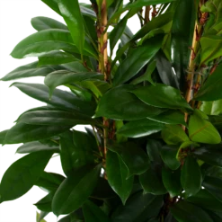Ficus Cyathistipula - Groene Vijg - Toef - P34 H120 - Kamerplant 8 Ficus Cyathistipula - Groene Vijg - Toef - P34 H120 - Kamerplant -uinbenodigdheden Verkoop 2024 ficus cyathistipula groene vijg toef p34 h120 6 3