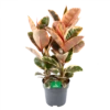 Ficus Elastica Belize - Rubberboom - P27 H100 - Kamerplant -uinbenodigdheden Verkoop 2024 ficus elastica belize rubberboom p27 h100 1