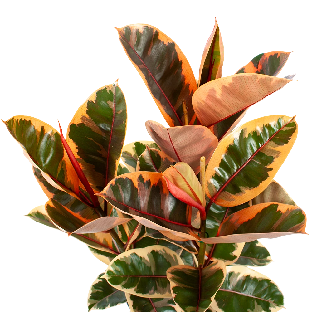 Ficus Elastica Belize - Rubberboom - P27 H100 - Kamerplant 4 Ficus Elastica Belize - Rubberboom - P27 H100 - Kamerplant - Image 2