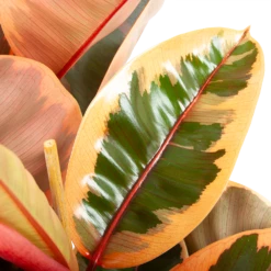 Ficus Elastica Belize - Rubberboom - P27 H100 - Kamerplant 8 Ficus Elastica Belize - Rubberboom - P27 H100 - Kamerplant -uinbenodigdheden Verkoop 2024 ficus elastica belize rubberboom p27 h100 6