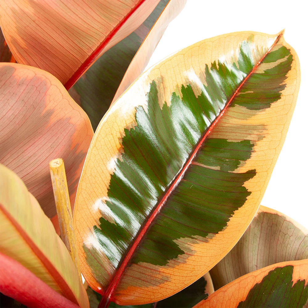 Ficus Elastica Belize - Rubberboom - P27 H100 - Kamerplant 5 Ficus Elastica Belize - Rubberboom - P27 H100 - Kamerplant - Image 3