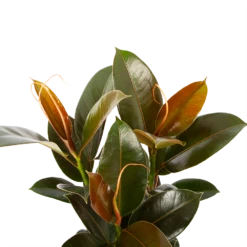 Ficus Elastica Melany - Rubberboom - P19 H55 - Kamerplant -uinbenodigdheden Verkoop 2024 ficus elastica melany rubberboom p19 h55 5