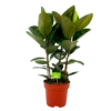 Ficus Elastica Robusta - Rubberboom - P27 H100 - Kamerplant 1 Ficus Elastica Robusta - Rubberboom - P27 H100 - Kamerplant -uinbenodigdheden Verkoop 2024 ficus elastica robusta waringin p27 h100 4