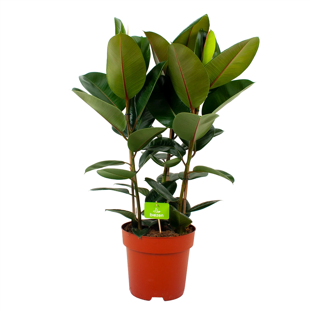 Ficus Elastica Robusta - Rubberboom - P27 H100 - Kamerplant 3 Ficus Elastica Robusta - Rubberboom - P27 H100 - Kamerplant