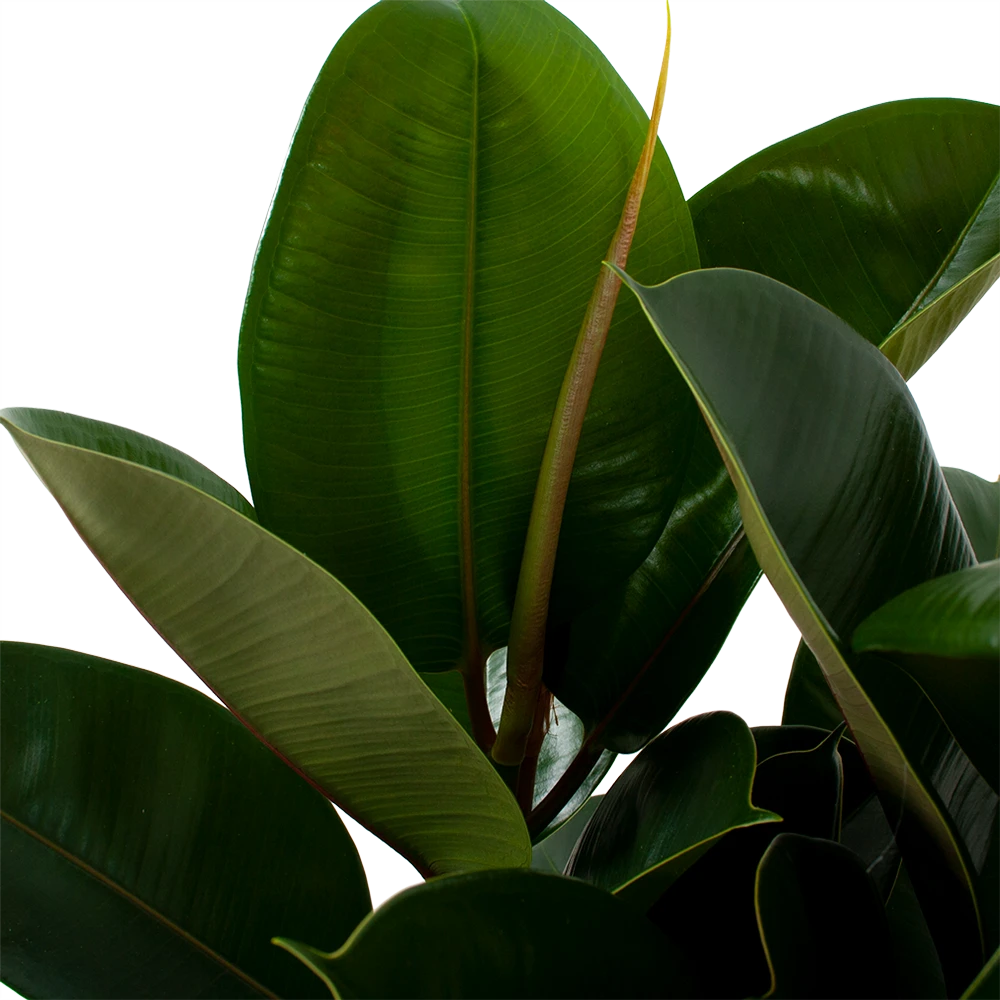 Ficus Elastica Robusta - Rubberboom - P27 H100 - Kamerplant 4 Ficus Elastica Robusta - Rubberboom - P27 H100 - Kamerplant - Image 2