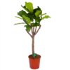 Ficus Lyrata Op Stam - Tabaksplant - P30 H150 - Kamerplant 2 Ficus Lyrata Op Stam - Tabaksplant - P30 H150 - Kamerplant -uinbenodigdheden Verkoop 2024 ficus lyrata op stam tabaksplant p30 h150 kamerplant 1