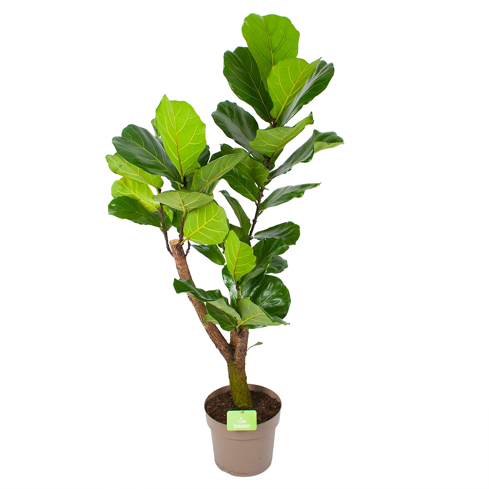 Ficus Lyrata Vertakt - Tabaksplant - P24 H130 - Kamerplant 3 Ficus Lyrata Vertakt - Tabaksplant - P24 H130 - Kamerplant