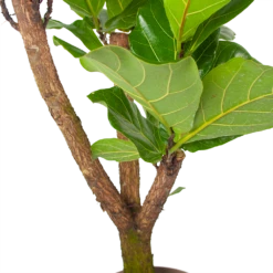 Ficus Lyrata Vertakt - Tabaksplant - P24 H130 - Kamerplant 8 Ficus Lyrata Vertakt - Tabaksplant - P24 H130 - Kamerplant -uinbenodigdheden Verkoop 2024 ficus lyrata tabaksplant p24 h130 6 3