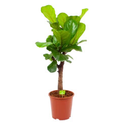 Ficus Lyrata Vertakt - Tabaksplant - P27 H110 - Kamerplant