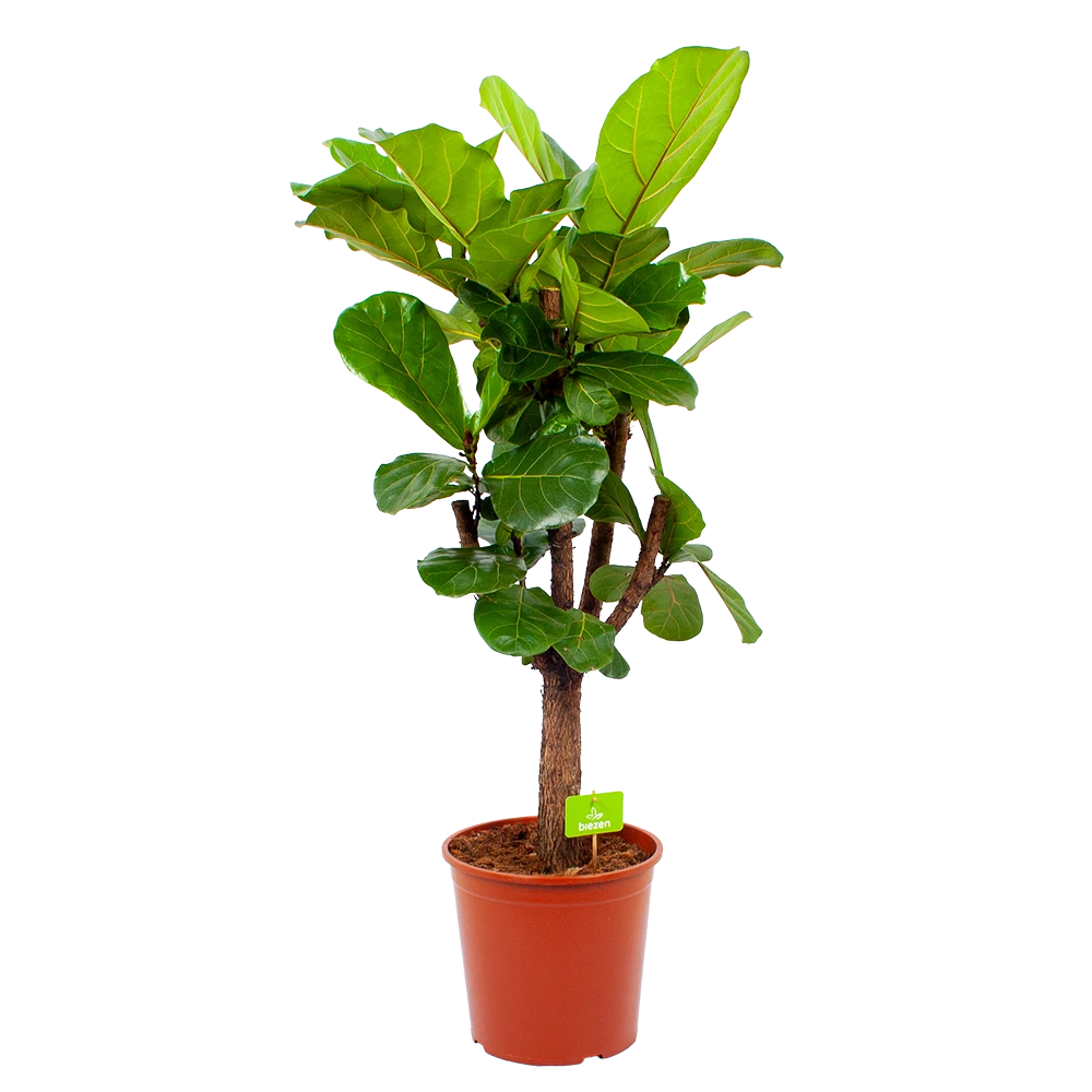 Ficus Lyrata Vertakt - Tabaksplant - P30 H130 - Kamerplant 3 Ficus Lyrata Vertakt - Tabaksplant - P30 H130 - Kamerplant