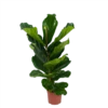 Ficus Lyrata - Tabaksplant - Toef - P17 H90 - Kamerplant 2 Ficus Lyrata - Tabaksplant - Toef - P17 H90 - Kamerplant -uinbenodigdheden Verkoop 2024 ficus lyrata tabaksplant toef p17 h90 1