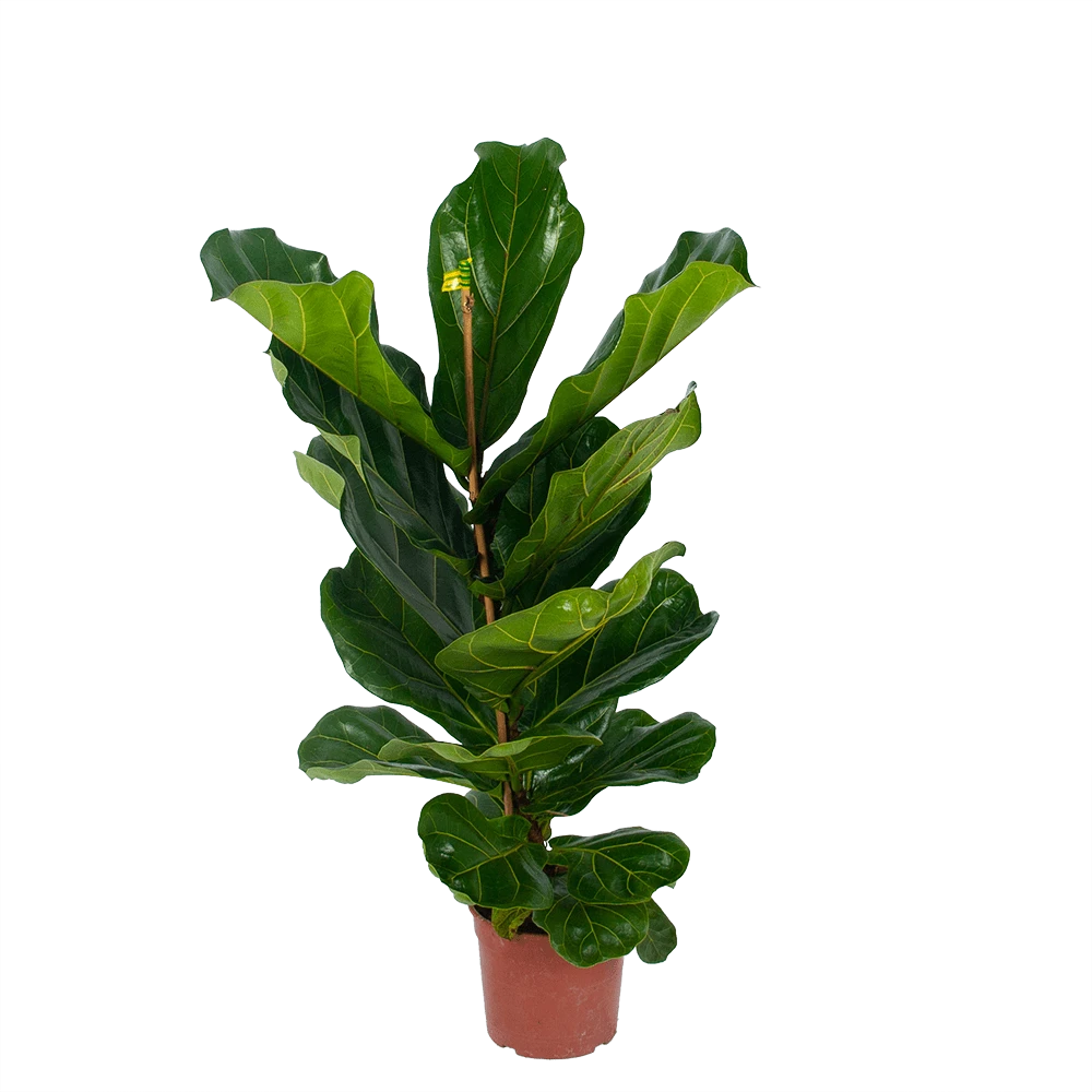 Ficus Lyrata - Tabaksplant - Toef - P17 H90 - Kamerplant 3 Ficus Lyrata - Tabaksplant - Toef - P17 H90 - Kamerplant